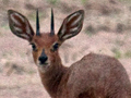 Steenbok, Velddrif, South Africa