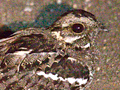 Square-tailed Nightjar, Kruger National Park, South Africa