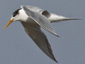 Swift Tern, South Africa