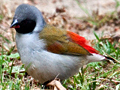 Swee Waxbill