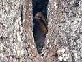 Southern Yellow-billed Hornbill Nest, Kruger National Park, South Africa