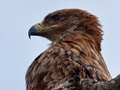 Tawny Eagle, Kruger National Park, South Africa