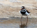 Three-banded Plover, Kruger National Park, South Africa