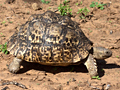 Leopard Tortoise, South Africa