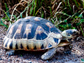 Angulate Tortoise, South Africa