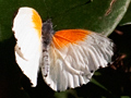 Twin Dotted Border, South Africa