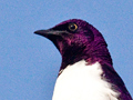 Violet-backed Starling, South Africa