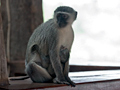 Vervet Monkey, Kruger National Park, South Africa