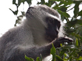 Vervet Monkey, South Africa