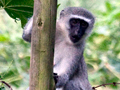 Vervet Monkey, South Africa