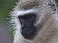 Vervet Monkey, Letaba Rest Camp, Kruger National Park, South Africa