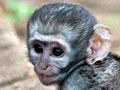 Vervet Monkey, Letaba Rest Camp, Kruger National Park, South Africa