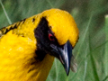 Village Weaver, South Africa