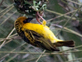 Nesting Village Weaver, South Africa