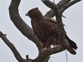 Wahlberg's Eagle, Kruger National Park, South Africa