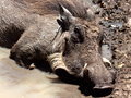 Warthog, South Africa