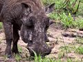 Warthog, South Africa