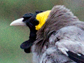 Wattled Starling, Kruger National Park, South Africa