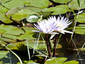 Water Lilies, Rust de Winter Area, South Africa