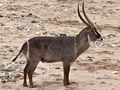 Waterbuck, Kruger National Park, South Africa