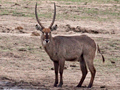 Waterbuck, Kruger National Park, South Africa