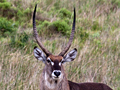 Waterbuck, South Africa