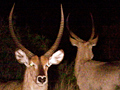 Waterbuck, Kruger National Park, South Africa