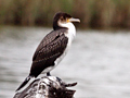 White-breasted Cormorant, Kruger National Park, South Africa