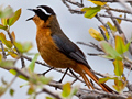 White-browed Robin-Chat, Kruger National Park, South Africa