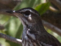 White-browed Scrub Robin (Red-backed Scrub-Robin), South Africa