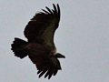 White-backed Vulture, Kruger National Park, South Africa