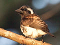 White-eared Barbet, South Africa