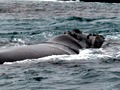 Southern Right Whales Seen on Shark Cage Dive Trip