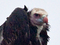 White-headed Vulture, Kruger National Park, South Africa