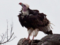 White-headed Vulture, Kruger National Park, South Africa