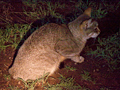 African Wild Cat, Kruger National Park, South Africa