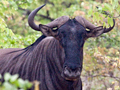 Blue Wildebeest, Kruger National Park, South Africa