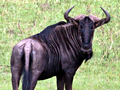 Blue Wildebeest, South Africa