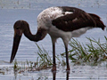 Wooly-necked Stork, South Africa