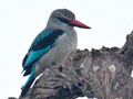 Woodland Kingfisher, Kruger National Park, South Africa