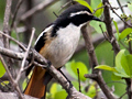 White-throated Robin-Chat, Kruger National Park, South Africa