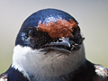 White-throated Swallow, West Coast National Park, South Africa