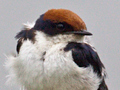 Wire-tailed Swallow, Kruger National Park, South Africa