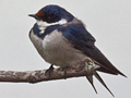 White-throated Swallow, South Africa