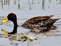 Yellow-billed Duck, South Africa