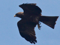 Yellow-billed Kite (Black Kite), South Africa