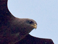 Yellow-billed Kite, South Africa