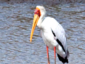 Yellow-billed Stork, Kruger National Park, South Africa