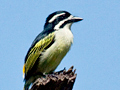 Yellow-rumped Tinkerbird, South Africa