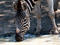 Burchell's Zebra, South Africa